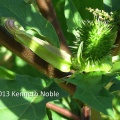 thorn-apple (Datura stramonium) Kenneth Noble